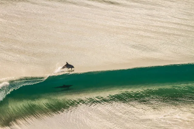 “Your Curve”. These two dolphins where playing out in the deeper ocean for some time, as the set of waves came through they followed the lump of swell towards the shore racing each other for the key position, as the wave started breaking one pulled off the back as to not “drop in” on the other. Photo location: Point Danger, Tweed Heads . (Photo and caption by Brodie McCabe/National Geographic Photo Contest)