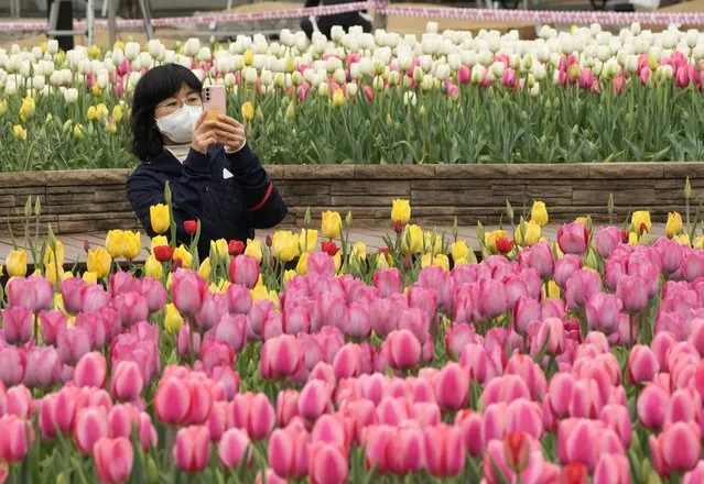 A woman wearing a face mask as a precaution against the coronavirus takes pictures of tulips at a park in Goyang, South Korea, Thursday, April 14, 2022. (Photo by Ahn Young-joon/AP Photo)