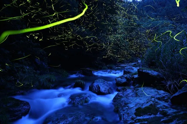 “In the late afternoon after a rain, genji botaru fireflies (luciola cruciate) dance above the swollen creek. The rocks darkened by the rain reflecting the blue sky, and the yellow-green ribbon of the glow from the fireflies, make a beautiful contrast”. – Takehito Miyatake. (Photo by Takehito Miyatake/Steven Kasher Gallery)