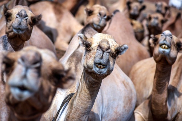 Camels are seen as the Rendille people, a nomadic-pastoralist community living in the country's arid northern regions, continues to maintain their traditional lifestyle in Kargi village, located in Kenya's Marsabit County, on August 27, 2024. The Rendille people sustain their livelihoods through the herding of camels, cattle, sheep, and goats. Known for their expertise in animal husbandry, the Rendille are often referred to as 'Holders of the Stick of God' and are also noted for their colorful traditional clothing and jewelry. (Photo by Gerald Anderson/Anadolu via Getty Images)