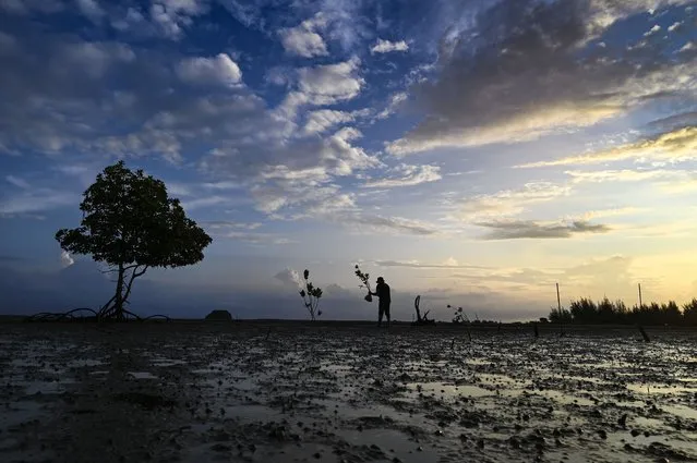 A man carry mangroves to plant at a beach on Earth Day at Pekan Bada, Indonesia's Aceh province on April 22, 2022. (Photo by Chaideer Mahyuddin/AFP Photo)