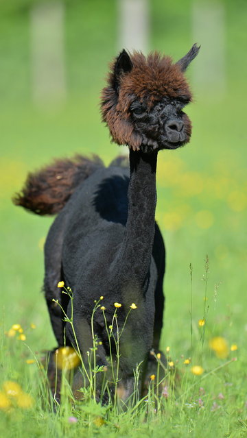 A shorn alpaca walks in a grass field at Alpaca-Land  farm in Unken in the Austrian province of Salzburg, Sunday July, 6, 2014. The annual shearing makes the animals more comfortable for the summer months. (Photo by Kerstin Joensson/AP Photo)