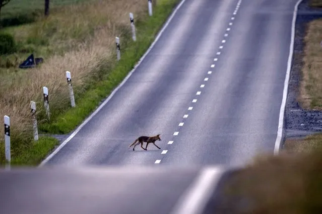 A fox crosses a road on the outskirts of Frankfurt, Germany, early Thursday, May 2, 2022. (Photo by Michael Probst/AP Photo)