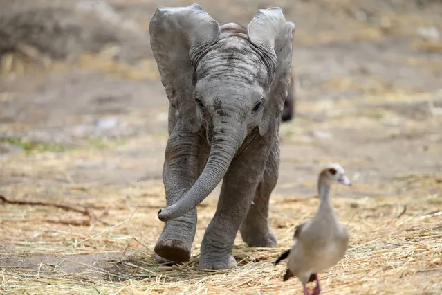 A two-month-old unnamed male baby elephant chases a bird at the Africam Safari Zoo in Puebla, Mexico on July 19, 2017. (Photo by Edgard Garrido/Reuters)
