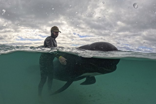 In this photo provided by the Department of Biodiversity, Conservation and Attractions, a rescuer tends to a long-finned pilot whale, Wednesday, July 26, 2023, after nearly 100 whales beached themselves at Cheynes Beach east of Albany, Australia. Volunteers worked frantically on a second day to save dozens of pilot whales that have stranded themselves but more than 50 have already died. (Photo by DBCA via AP Photo)