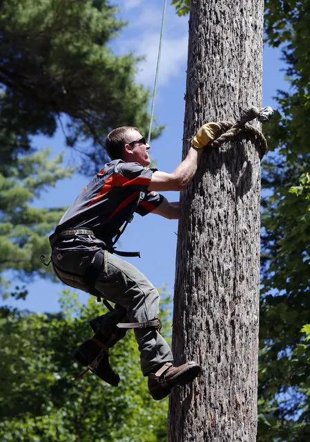 In this July 10, 2014 photo, Tyler Long, of Mechanicsburg, Penn., is timed during a speed climbing drill at the Adirondack Woodsmen's School at Paul Smith's College in Paul Smiths, N.Y. Eighteen young students in matching gray sports shirts took part recently in a weeklong crash course on old-school lumberjack skills such as sawing, chopping, ax throwing, log boom running and pole climbing. (Photo by Mike Groll/AP Photo)