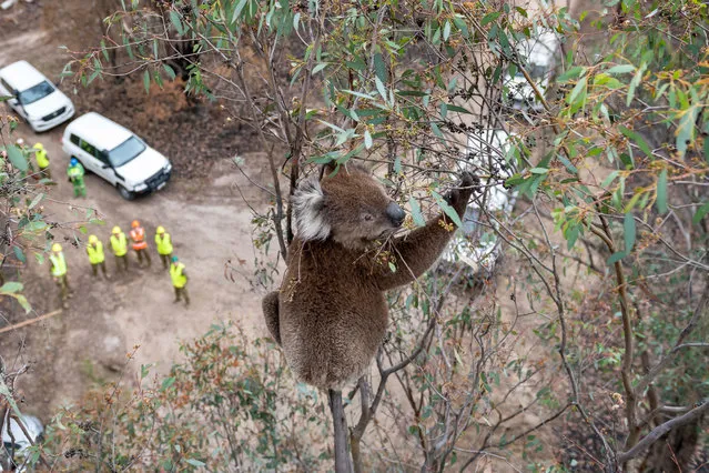 A koala that survived the recent Australian bushfires at Gelantipy, Victoria, sits in a eucalyptus tree before being visually inspected for its health. (Photo by Douglas Gimesy/The Guardian)