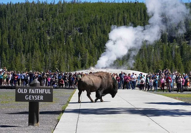 A bison walks past people who just watched the eruption of Old Faithful Geyser in Yellowstone National Park, which has been closed for more than a week, on June 22, 2022 in Yellowstone National Park, Wyoming. The park has been closed to all visitors due to severe flooding and damage to the roads. There is a limited opening today for the southern loop of the park. (Photo by George Frey/Getty Images)