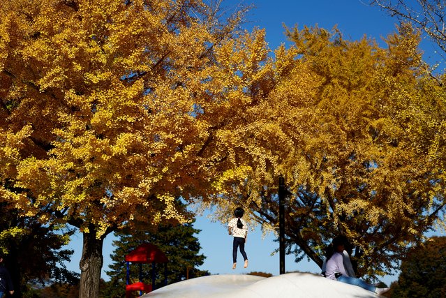 A girl plays under yellow ginkgo leaves at Showa Kinen Park in Tokyo, Japan on November 25, 2024. (Photo by Issei Kato/Reuters)