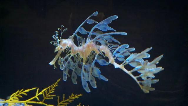 Leafy sea dragon