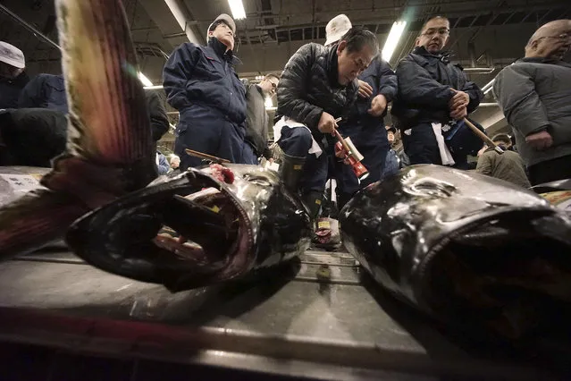In this January 5, 2015 file photo, prospective buyers inspect the quality of fresh tuna before the first auction of the year at Tsukiji fish market in Tokyo. An international body that monitors fisheries in most of the Pacific Ocean ended a meeting in Japan Thursday, September 3, 2015, without agreement on fresh measures to protect the dwindling bluefin tuna. (Photo by Eugene Hoshiko/AP Photo)