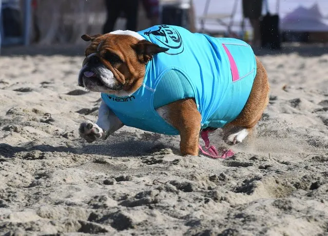 Surf dogs Georgia heads to the water to compete during the 9th annual Surf City Surf Dog event at Huntington Beach, California on September 23, 2017. Dogs, big and small, and some in tandem braved the large swell that greeted them during the iconic event at Surf City, USA. (Photo by Mark Ralston/AFP Photo)