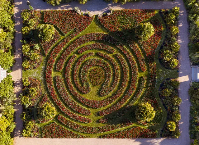 Martin Duncan, head gardener at Arundel Castle in West Sussex, England tends to the 80,000 tulips on April 17, 2020, that are currently in bloom. Visitors would normally see the spectacular display as part of the annual tulip festival which is closed due to Coronavirus. The stunning labyrinth of tulips photographed by drone adds a unique aerial perspective as it sits in front of Arundel Cathedral of Our Lady and Saint Philip Howard. (Photo by Oliver Dixon/Rex Features/Shutterstock)
