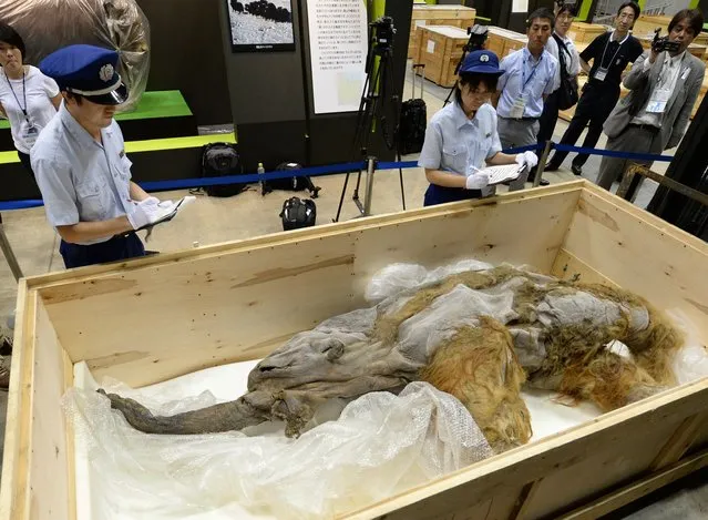 Members of Japan customs inspect a 39,000-year-old female baby woolly mammoth named Yuka from the Siberian permafrost upon its arrival at an exhibition in Yokohama, suburban Tokyo on July 9, 2013. One of the world’s last surviving groups of woolly mammoths likely died of thirst as the salty seas rose around these iconic Ice Age creatures 5,600 years ago, researchers say. The study also warns that a similar scenario could imperil island people and animals in the coming years as the climate warms and sea level rises, making fresh water harder to access. To find out what happened to the woolly mammoths, researchers collected a sediment core from one of the few freshwater lake beds on St. Paul Island, a remote area of Alaska that was once part of the Bering Land Bridge that joined the Americas to Asia. (Photo by Kazuhiro Nogi/AFP Photo)