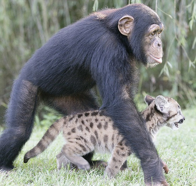 Chimp Mothers Tiger Cubs