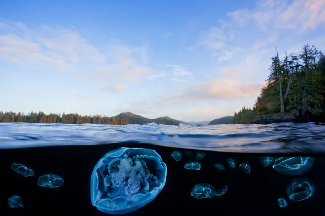 Moon jellyfish and cross jellies. (Photo by David Hall)
