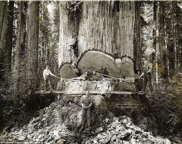 Lumberjacks From California 