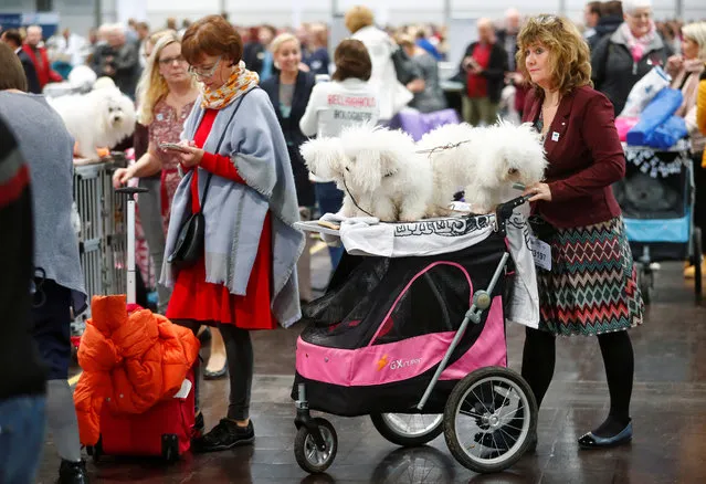 People visit the “World Dog Show” in Leipzig, Germany, November 10, 2017. (Photo by Hannibal Hanschke/Reuters)