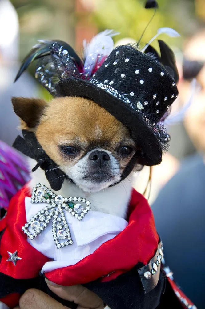 Halloween Dog Costume Parade in Long Beach, California