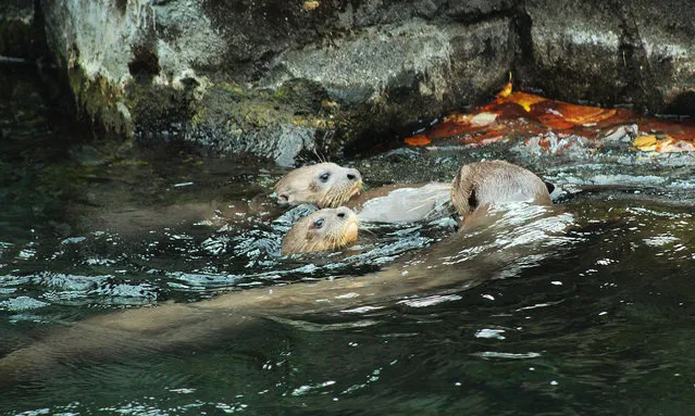 Giant river otter Carmen brings her pups for a swimming lesson at River Safari. (Photo by Wildlife Reserves Singapore)
