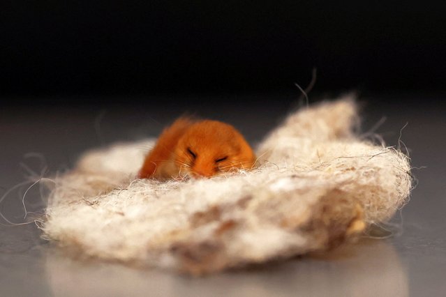 A hibernating dormouse is seen after being rescued by Kildare Wildlife Rescue, who rehabilitate and return injured, sick and orphaned wildlife back to the wild after their recovery, during the beginning of orphan season, in Kildare, Ireland on March 18, 2025. (Photo by Clodagh Kilcoyne/Reuters)