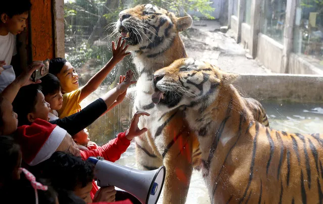Orphans interact with Bengal tigers during a Christmas visit to the Malabon Zoo on December 21, 2017, in Malabon city, north of Manila, Philippines. Malabon Zoo founder Manny Tangco (holding a megaphone) hosted the "Merry Animal Christmas" to some 200 orphans inside the compound to underscore that “Christmas is for animals too”. (Photo by Bullit Marquez/AP Photo)