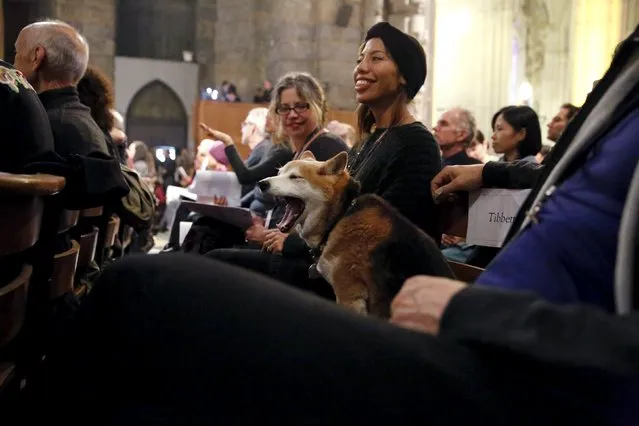 Sally Montey and dog, Yogi, attend the 31st annual Feast of Saint Francis and Blessing of the Animals at The Cathedral of St. John the Divine in the Manhattan borough of New York on October 4, 2015. (Photo by Elizabeth Shafiroff/Reuters)
