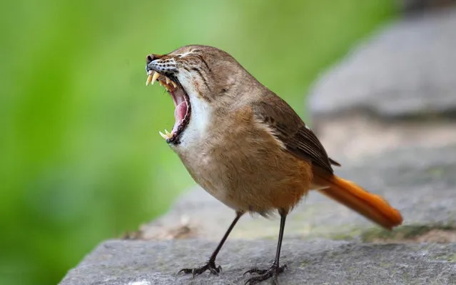 New species have been created by an enterprising artist who has merged photos of animals together in this incredible series of pictures. Californian Sarah DeRemer, 25, started making hybrid animals as a way to improve her photoshop skills. Here: cross between a tabby cat and a sparrow. (Photo by Sarah DeRemer/Caters News)