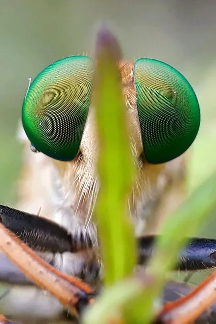 Komangs macro photography of insects using his Samsung Galaxy J7 and homemade camera lens in Bali, Indonesia. (Photo by Komang Wirnata/Caters News Agency)
