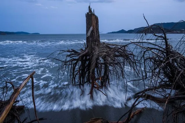 This picture by Australian photographer, Daniel Berehulak commissioned by Getty Images News Service won the 3rd Prize Stories for “Japan After the Wave” in the category “General News” in the 56th World Press Photo Contest, that was announced by the organizers on 15 February 2013 in Amsterdam, The Netherlands. Pine trees uprooted during the tsunami lay strewn over the beach. One year later, areas of Japan most impacted by the earthquake and subsequent tsunami that left 15,848 dead and 3,305 missing, continue to struggle. Thousands of people remain living in temporary dwellings. The government faces an uphill battle with the need to dispose of rubble as it works to rebuild economies and livelihoods. The picture is dated 07 March 2012, Rikuzentakata, Japan. (Photo by Daniel Berehulak/EPA)