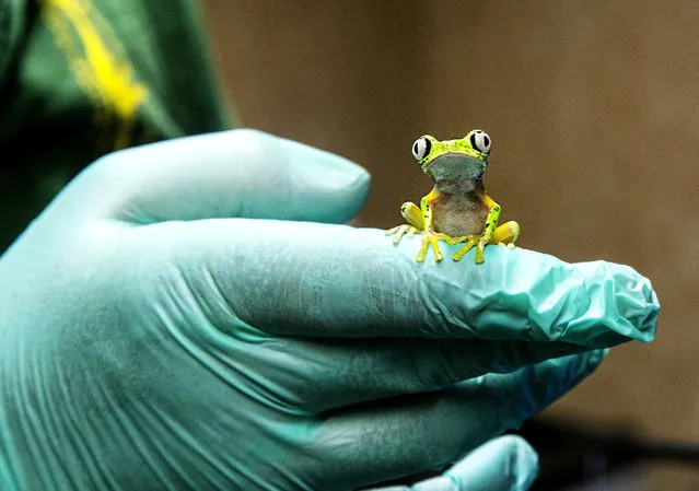 Undated handout photo issued by Paignton Zoo of a critically endangered colour-changing lemur leaf frog, which they bred by using artificial rain storms. Issue date: Wednesday September 21, 2016. A team from the zoo prepared a rain chamber using a water pump and timer system to make it rain every few hours during the day. (Photo by Paignton Zoo/PA Wire)