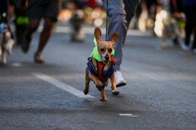 A dog runs ahead of its owner during the 2025 Police Dogathon “Faithful Friend of the Bicentennial”, an event aimed at promoting respect and care for pets, in La Paz, Bolivia, on July 27, 2025. (Photo by Claudia Morales/Reuters)