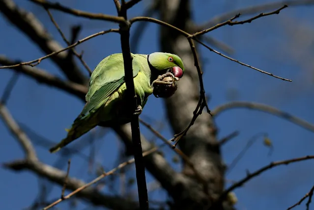 A rose-ringed parakeet (also called Psittacula krameri) sits on branch of a tree in Izmir, Turkey on February 18, 2018. Their natural living environments are Africa and South Asia. They use palm trees found in Izmir as nests and usually move in pairs and feed on fruits found on trees. (Photo by Mahmut Serdar Alakus/Anadolu Agency/Getty Images)