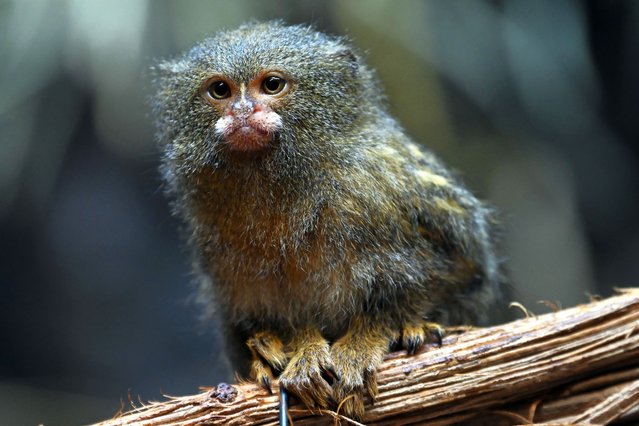 A western pygmy marmoset at an enclosure in the city’s zoo in Ústí nad Labem, Czech Republic on August 5, 2025. The pygmy marmoset (Callithrix pygmaea), which is found in the north-western Amazon rainforest, is the world’s smallest higher primate and can leap as far as 5 metres. (Photo by Slávek Růta/ZUMA Press Wire/Rex Features/Shutterstock)
