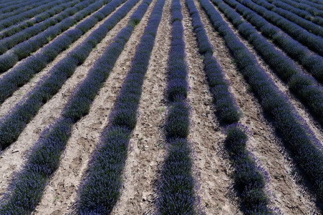 An aerial view of the lavender garden established by the municipality in the Karatay district of Konya, Turkiye, a popular destination for photography enthusiasts, on July 7, 2025. Open to visitors throughout July, the garden stands out as the largest lavender field in Turkiye and welcomes hundreds of people daily. (Photo by Beytullah Eles/Anadolu via Getty Images)