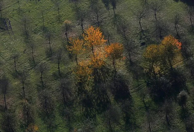 An aerial view shows a field with deciduous trees on a sunny autumn day in Recklinghausen, Germany, October 31, 2015. (Photo by Ina Fassbender/Reuters)