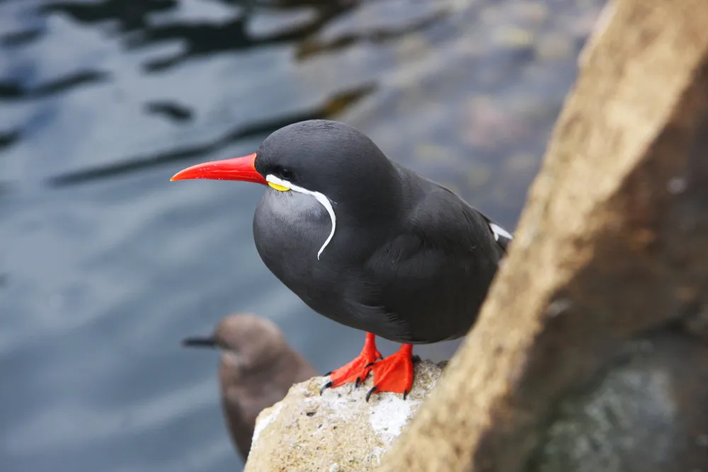 Beard Bird Inca Tern 