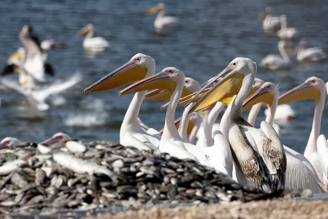 Great white pelicans stand in the water as they are fed by employees from Israel's nature and parks authority, during their migrating season, in Mishmar Hasharon, central Israel October 13, 2016. (Photo by Baz Ratner/Reuters)
