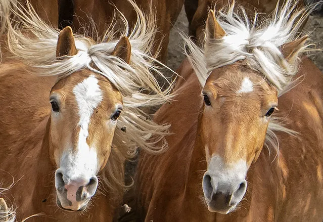 Haflinger horses run during this years's first turn-out to grass at Europe's largest Haflinger stud-farm in Meura, Germany, Sunday, April 29, 2018. More than 300 Haflinger horses are living there. (Photo by Jens Meyer/AP Photo)