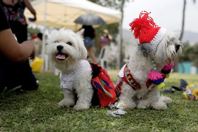 Dogs sit after a symbolic wedding as part of the MatriCan (a play on the Spanish words for “wedding” and “dog”) local competition on Valentine's day, in Lima, Peru February 14, 2022. (Photo by Angela Ponce/Reuters)