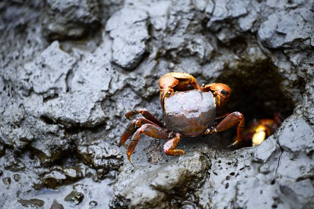 A crab makes itself at home in a newly planted mangrove forest on Guanabara Bay, Rio de Janeiro, Brazil on November 4, 2025. (Photo by Victoria Jones/Rex Features/Shutterstock)