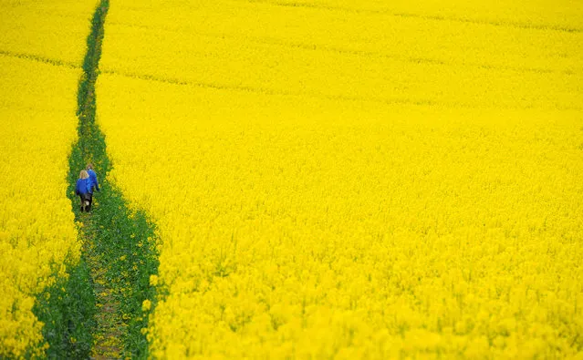 Children walk through a field of rapeseed near Boroughbridge, Britain, May 11, 2010. (Photo by Nigel Roddis/Reuters)