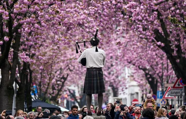 A musician plays the bagpipe as visitors walk under blooming cherry trees at the Heerstrasse street in Bonn, western Germany on April 16, 2023. The cherry blossom street in Bonn became famous after photographers started posting pictures of it on the web in the 1980s. (Photo by Ina Fassbender/AFP Photo)