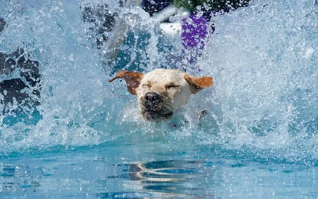 A dog participates in Dock Diving during the Annual Westminster Kennel Club Dog Show at USTA Billie Jean King National Tennis Center in New York City on May 6, 2023. (Photo by Timothy A. Clary/AFP Photo)