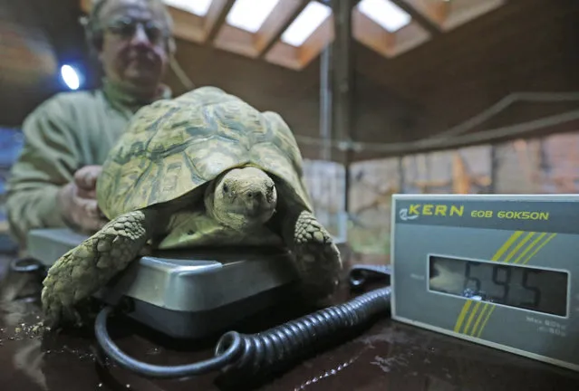 A tortoise rests on a  scale watched by keeper Alexander Nolte during an inventory at the Zoo in Duisburg, Germany, Wednesday, January 14, 2015. Every year the Zoo counts its' animals, size and weight. 4,237 animals in 356 species live in this western German Zoo. (Photo by Frank Augstein/AP Photo)