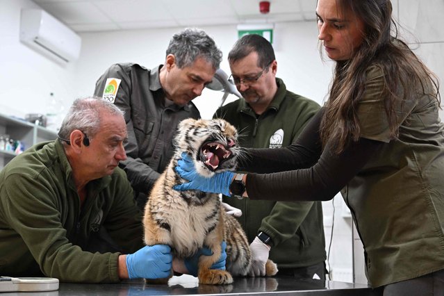 Members of the Budapest Zoo and Botanical Garden's care team under the direction of the Director General, veterinarian Endre Sos (2nd L) hold a three-months-old tiger that was seized by the police to examine and vaccinate the animal at the zoo's clinic in Budapest, Hungary, on December 8, 2025. The police came across the illegally kept small animal during a drug-related investigation. The tiger cub was temporarily placed in a nature conservation rescue center that also functions as a quarantine station within the Zoo. It is expected that it will receive a permanent home in 2026 in the place created for it, next to the bear home in Veresegyh'z, north of Budapest. (Photo by Attila Kisbenedek/AFP Photo)