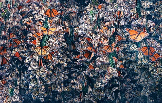 Monarch butterflies, Danaus plexippus, from photographer Tim Flach’s latest book Endangered, with text by zoologist Jonathan Baillie. (Photo by Tim Flash/Abrams & Chronicle Books)