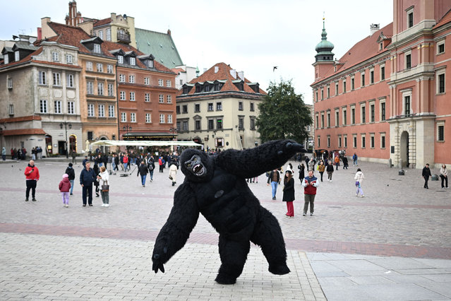 An artist wearing a costume of King Kong performs at Castle Square in the Old Town of Warsaw on October 5, 2024. (Photo by Sergei Gapon/AFP Photo)
