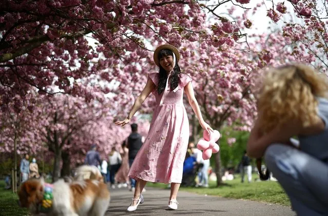 A person poses for a photograph underneath cherry blossom trees in Greenwich Park in London, Britain on April 17, 2022. (Photo by Henry Nicholls/Reuters)