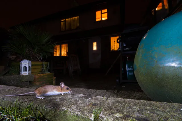 A wood mouse in urban area at night, UK. (Photo by Joshua Birch/The Mammal Society)